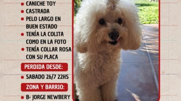 Desesperada búsqueda de Mailén: una perrita se perdió y su familia ofrece recompensa para recuperarla