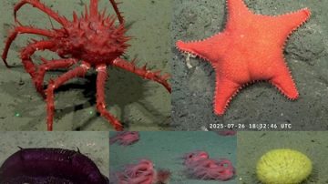 ¿Por qué el Conicet ha puesto a todos a hablar sobre el fondo del mar?