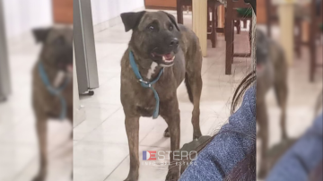 Una familia pide ayuda para encontrar a Bartolo