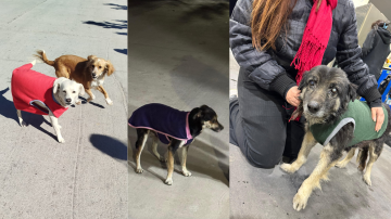 Una red de amor para los callejeritos: voluntarios construyen cuchas y reparten abrigo en Santiago del Estero