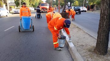 Operarios de la Capital trabajaron para repintar la totalidad de platabanda de la avenida Belgrano