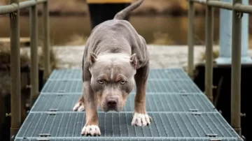 Un pitbull atacó a dos mujeres y una de ellas perdió el brazo