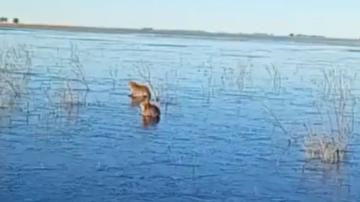 Carpinchos sobre hielo: insólita postal en los Esteros del Iberá