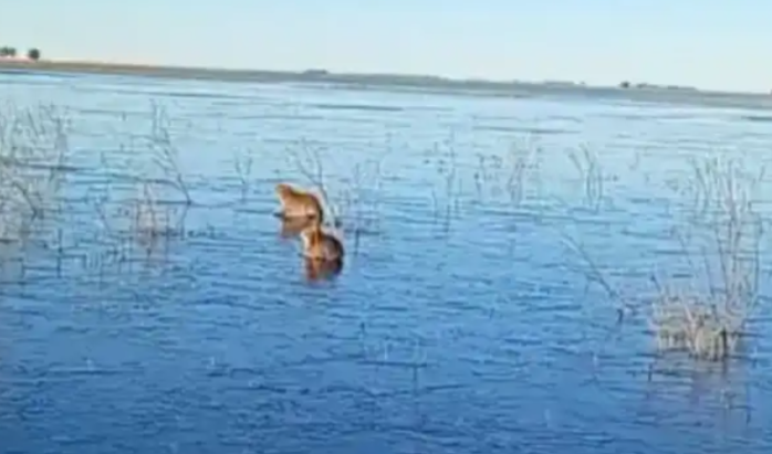 Carpinchos sobre hielo: insólita postal en los Esteros del Iberá