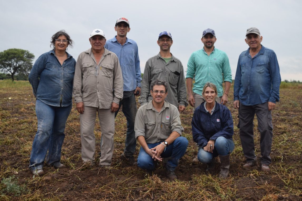 Avanza la producción de semilla fiscalizada de alfalfa Salinera INTA para el mercado regional