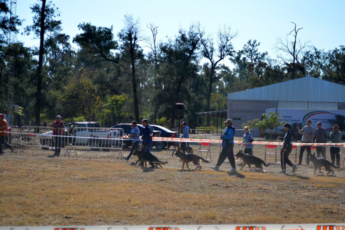 Vivero San Carlos: Más de un centenar de perros ovejero alemán participaron de un certamen nacional