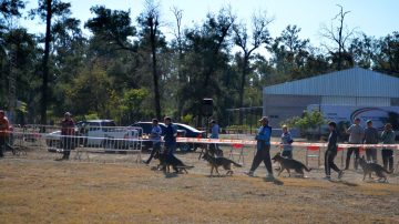 Vivero San Carlos: Más de un centenar de perros ovejero alemán participaron de un certamen nacional