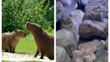 Clausuraron un restaurante que cocinaba con carne de carpincho, ranas y yacarés