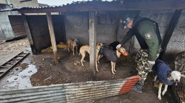 Desbarataron una red clandestina de carreras de galgos