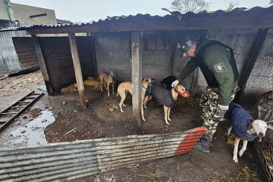 Desbarataron una red clandestina de carreras de galgos