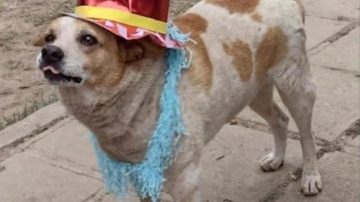 Falleció un perrito que rondaba una escuela de Tintina y entre todos le organizaron un sepelio para despedirlo