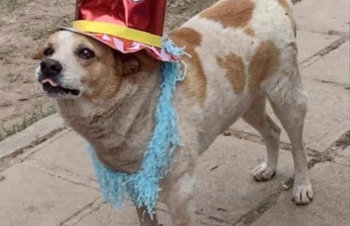 Falleció un perrito que rondaba una escuela de Tintina y entre todos le organizaron un sepelio para despedirlo
