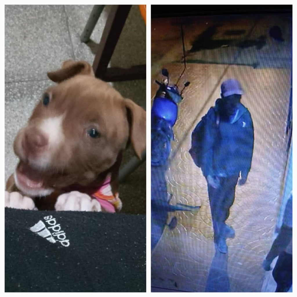 Buscan a un sujeto que robó una cachorra: “Si mi otra perra lo mordía iban a querer matarla”