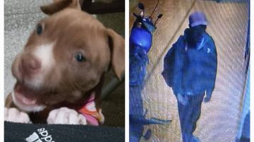 Buscan a un sujeto que robó una cachorra: “Si mi otra perra lo mordía iban a querer matarla”