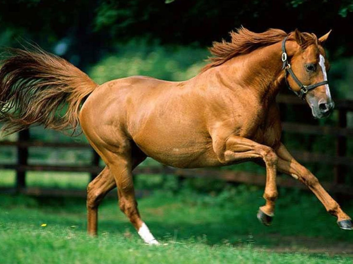 Las Termas: un niño de 8 años en grave estado tras ser aplastado por un caballo