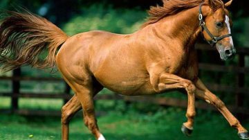 Las Termas: un niño de 8 años en grave estado tras ser aplastado por un caballo