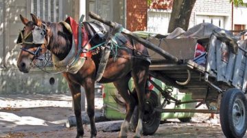 Frías: Una “zorra” fuera de control dañó varias motos frente al Hospital Zonal