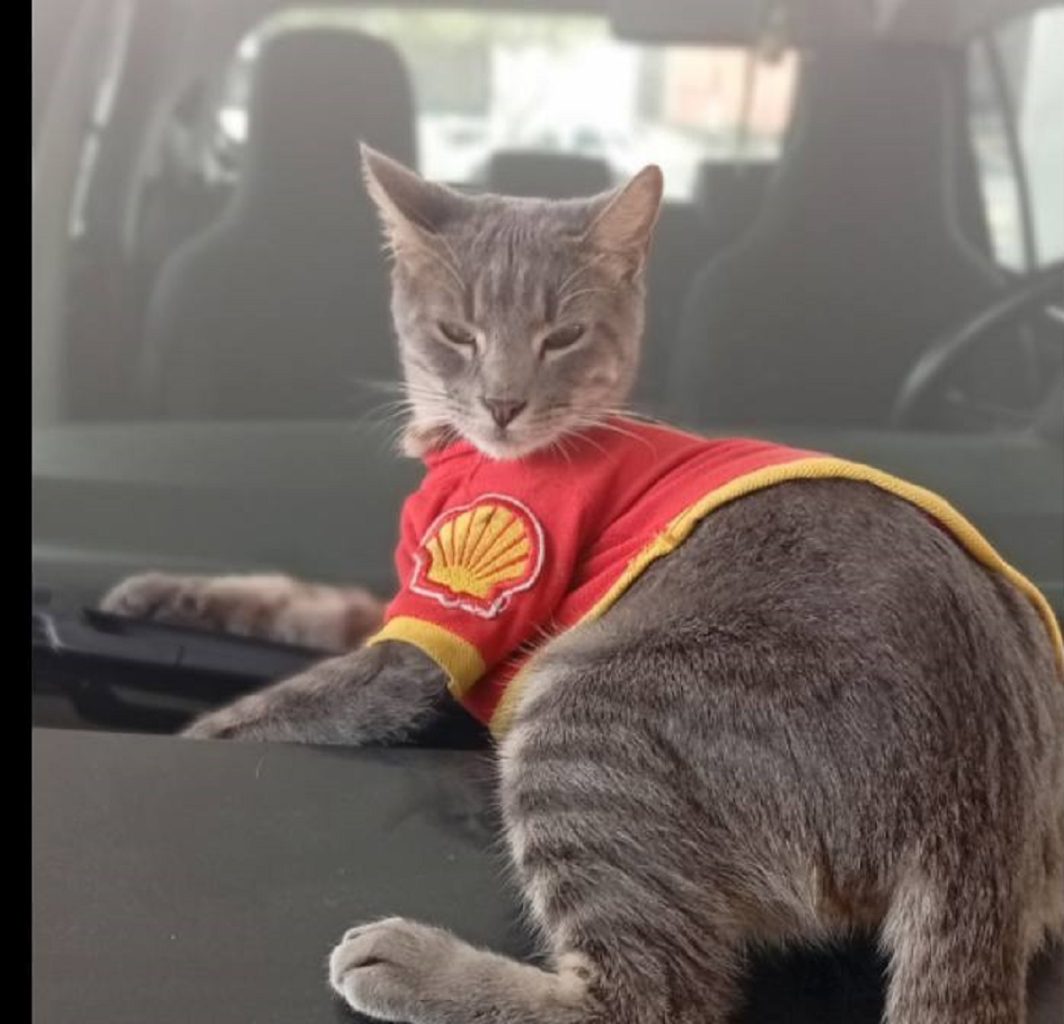 Se perdió el gatito “playero” de la Shell y piden ayuda para encontrarlo