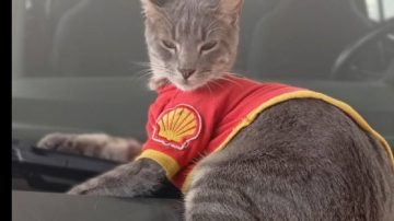 Se perdió el gatito “playero” de la Shell y piden ayuda para encontrarlo