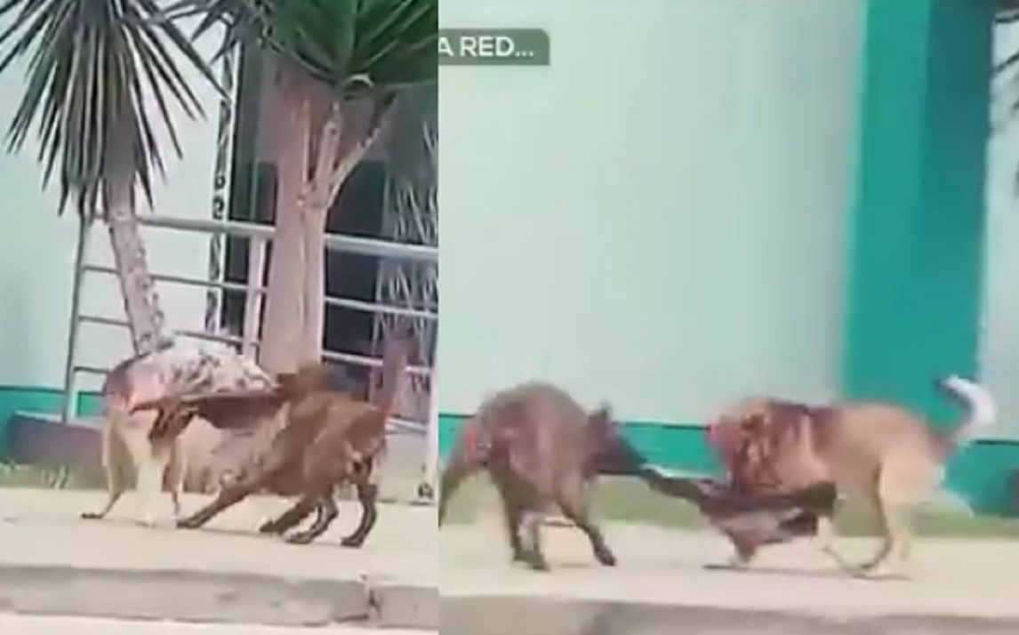 VIDEO: Que llamen a Paw Patrol: Un perro le “robó” el abrigo a otro y quedó todo grabado