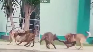VIDEO: Que llamen a Paw Patrol: Un perro le “robó” el abrigo a otro y quedó todo grabado