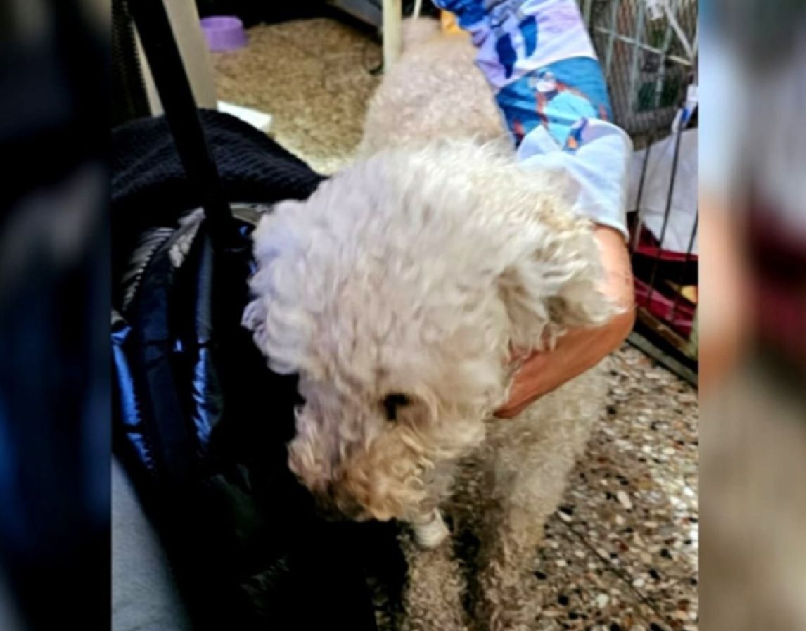 Desalmado aplastó la cabeza de su caniche con la puerta