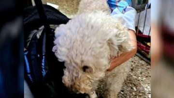 Desalmado aplastó la cabeza de su caniche con la puerta