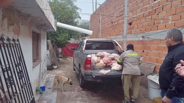 Decomisan vísceras de animales transportadas en condiciones sanitarias indebidas  