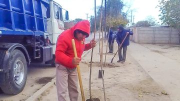 Parques y Paseos de la Municipalidad plantó casi 3 mil nuevos árboles en el barrio Belén