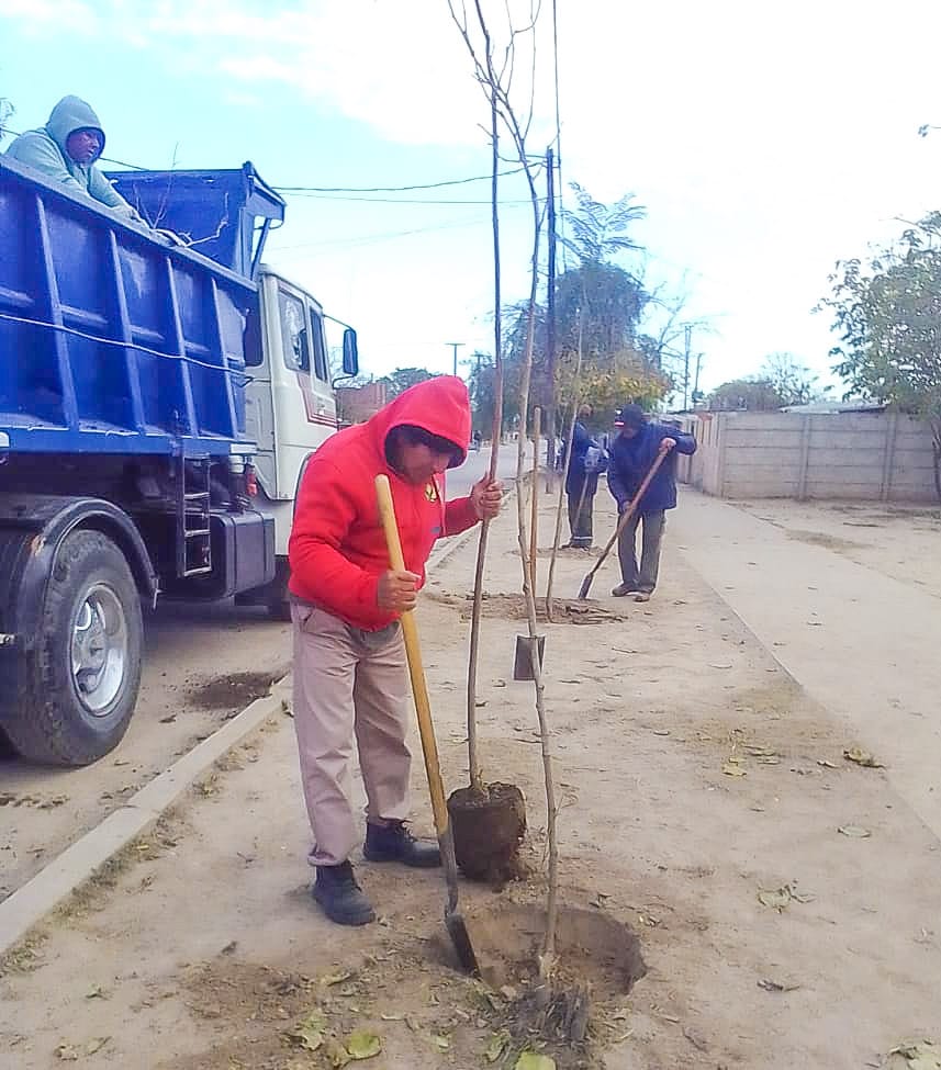 Parques y Paseos de la Municipalidad plantó casi 3 mil nuevos árboles en el barrio Belén