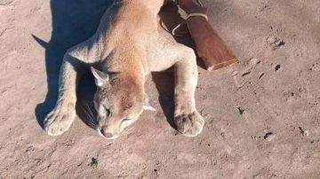 Mató a tiros a un puma y lo presumió en WhatsApp: “Tranqui el gatito”