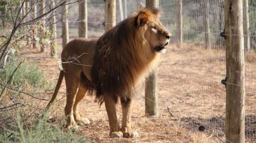 Melena, el león del ex zoo de Santiago del Estero necesita una cirugía y apelan a la solidaridad para costear el tratamiento