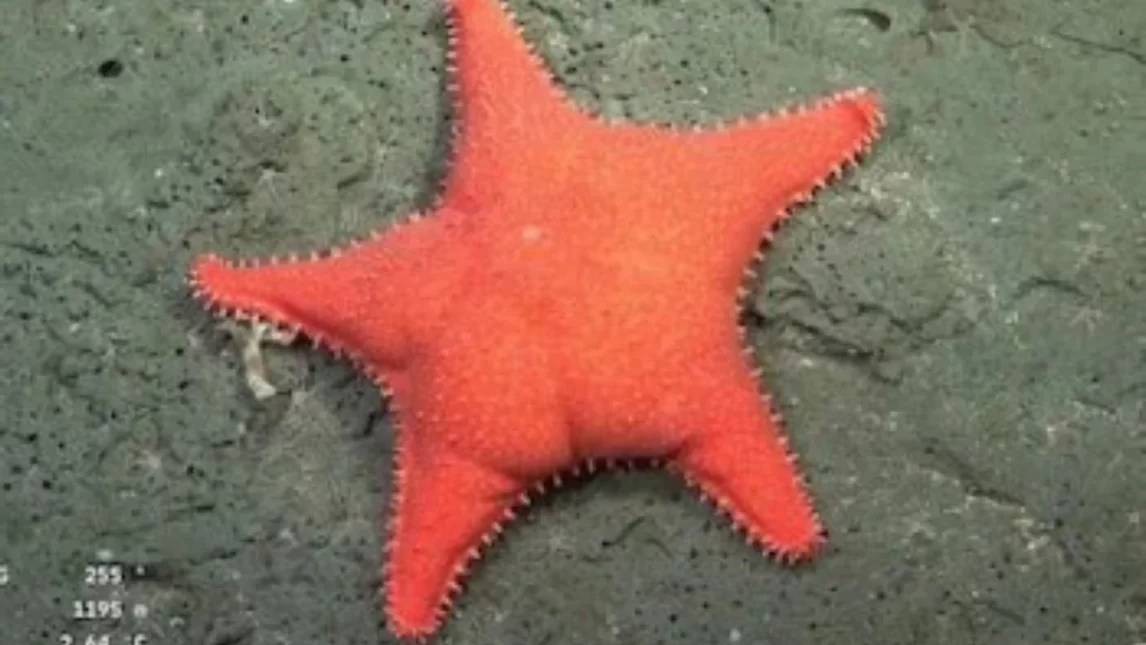 La “Estrella culona” del CONICET es la “envidia de cualquier político nacional”: Los motivos