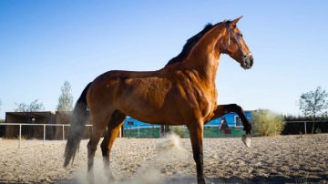 Una mujer quiso vender un caballo de carreras y la estafaron con más de $600.000