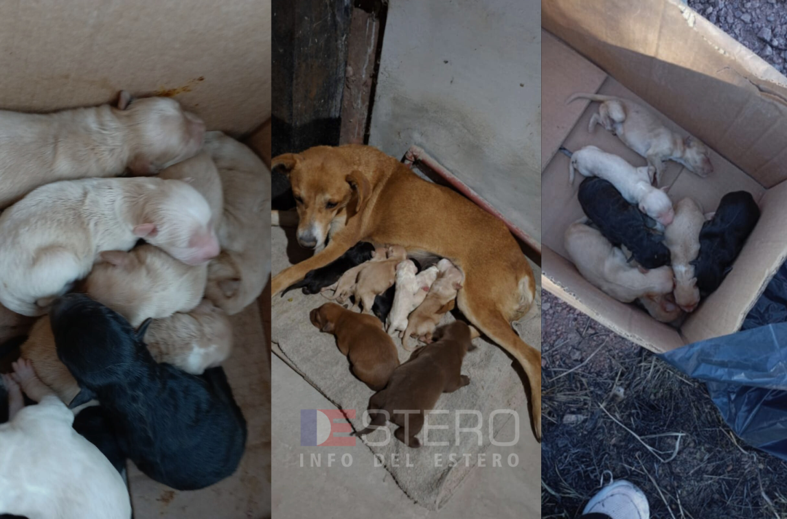 Rescate y esperanza para cachorros abandonados en Ruta Provincial 7
