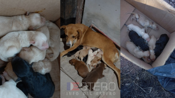 Rescate y esperanza para cachorros abandonados en Ruta Provincial 7
