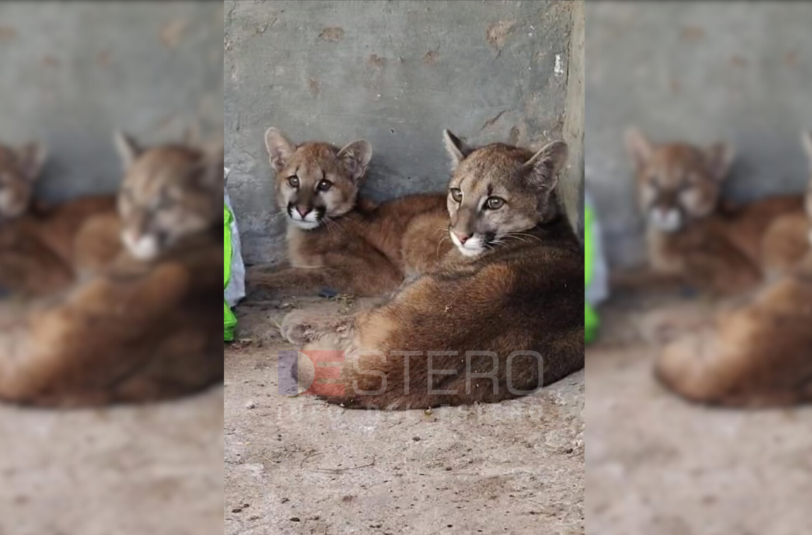 Rescataron a dos ejemplares de puma y los trasladaron a un centro de rehabilitación