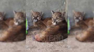 Rescataron a dos ejemplares de puma y los trasladaron a un centro de rehabilitación