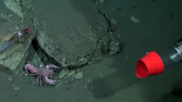 La langosta guerrera del fondo marino: atacó al robot de la expedición que se acercó a sus crías
