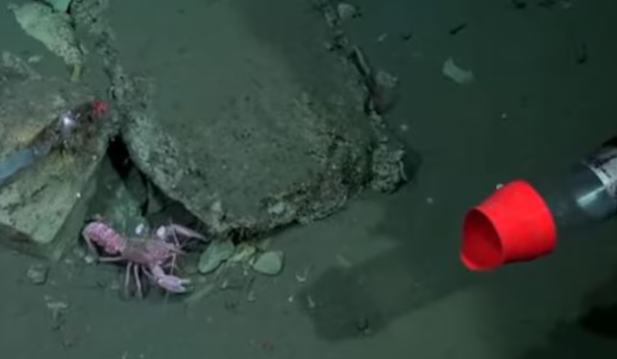 La langosta guerrera del fondo marino: atacó al robot de la expedición que se acercó a sus crías