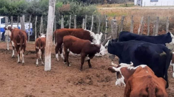 Un vecino denunció que le robaron 18 animales vacunos desde su estancia