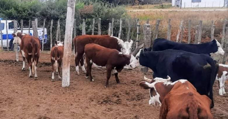 Un vecino denunció que le robaron 18 animales vacunos desde su estancia