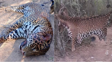 Condenan a dos años de prisión efectiva a los cazadores que mataron y exhibieron a un yaguareté en Formosa