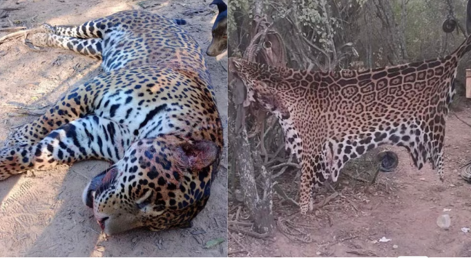 Condenan a dos años de prisión efectiva a los cazadores que mataron y exhibieron a un yaguareté en Formosa