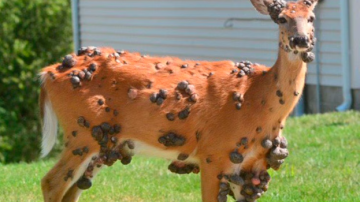 Ciervos con “bultos” en EE.UU.: ¿qué hay detrás de las alarmantes imágenes virales?