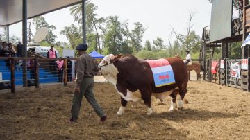 Más de 5.000 cabezas y hacienda de lujo: así se vivió el remate en la “Expo Santiago Productivo”