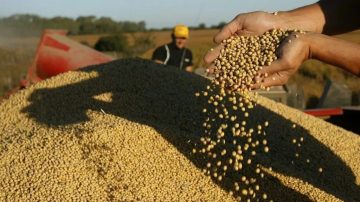 El Colorado: Ingeniero cordobés denunció el robo de 12.000 kilos de soja