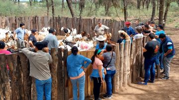 INCUPO invita a las 3° Jornadas de Ganadería Caprina Agroecológica del NOA en Añatuya
