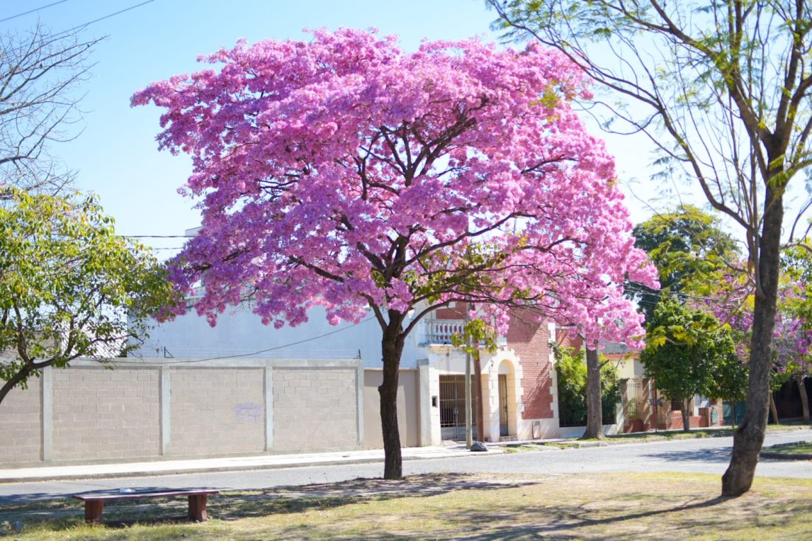 Lapachos o la razón detrás de que en cada agosto Santiago del Estero se vista de rosa