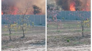 Alerta por un incendio en el Vivero San Carlos: El fuego se acerca a un terreno con equinos
